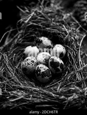 Hier von einer Wachtel in einer schale,rohe wachtel eier, schwarz-weiß Fotografie von Wachteleiern in einem Nest,Wachteleiern im Nest, Stockfoto