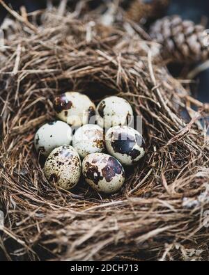 Hier von einer Wachtel in einem Nest, Wachteleier im Nest,Farbfoto von Wachteleiern im Nest,Wachtelei, Nest mit Wachtel Eiern, Nest mit Eiern Stockfoto
