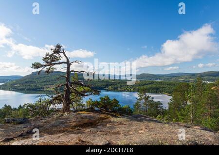 Blick nach Süden über das Meer von einem Berg (Getsvedjberget) in der Hochküstenregion i Vasternorrland Schweden mit Eine windgepeitschte Kiefer auf einer Klippe i Stockfoto