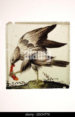 Glasscheibe, Anonymous, 17. Jahrhundert, gebeizt, Allgemein: 11.6 x 11 x 0.1cm 116 x 110 x 1mm, Vogel, Nahrung, rechteckige Glasscheibe mit gebeiztem Bild eines Raubvogels. Der braune Vogel steht auf einem Boden und hat etwas Rotes in seiner Klaue und Schnabel, 1970 Stockfoto