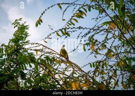 Lokale Tierwelt von Vögeln, die sich auf einem wilden Baum ernähren, der Nüsse trägt, um sich zu ernähren. Stockfoto