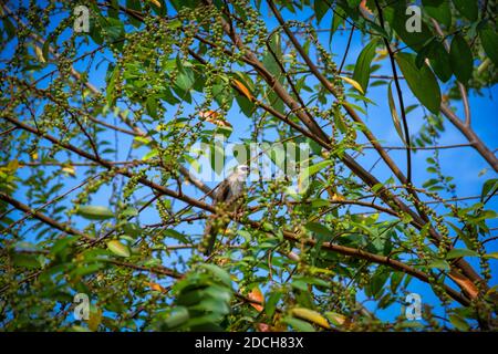 Lokale Tierwelt von Vögeln, die sich auf einem wilden Baum ernähren, der Nüsse trägt, um sich zu ernähren. Stockfoto