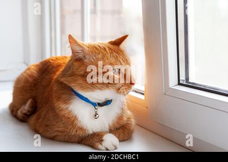Rote Hauskatze liegt in der Nähe Fenster und Blick auf die Steet Stockfoto
