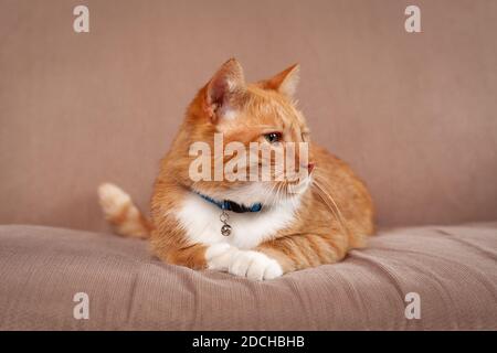 Niedliche rote Hauskatze zu Hause, die Ruhe auf gemütlich Bett Stockfoto
