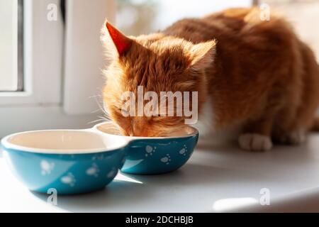 Rote Hauskatze essen Fütterung aus Schüssel sitzen auf Fensterbank Bei Sonnenlicht Stockfoto