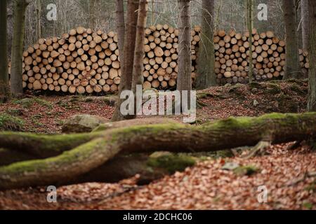 21. November 2020, Sachsen-Anhalt, Ilsenburg: Baumstämme liegen im Ilse-Tal gestapelt. Der 247 Quadratkilometer große Nationalpark Harz liegt direkt an der Landesgrenze zwischen Sachsen-Anhalt und Niedersachsen. Foto: Matthias Bein/dpa-Zentralbild/dpa Stockfoto