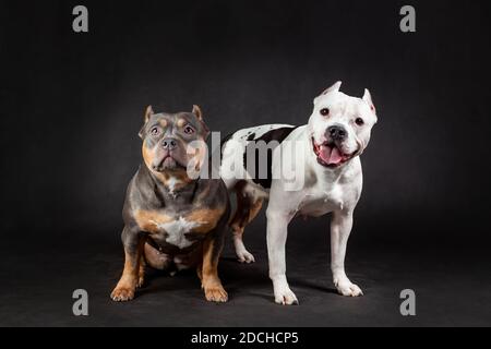 Zwei amerikanische Bully züchten Hunde auf schwarzem Hintergrund Stockfoto