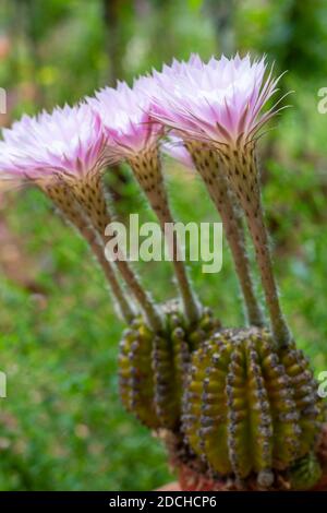 Easter Lily Kaktus mit Blumen in voller Blüte (Echinopsis oxygona) Stockfoto