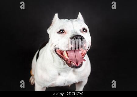 Nahaufnahme Porträt von lustig lächelnd Gesicht der jungen Frau american Bully Hund schwarz und weiß Farbe Stockfoto