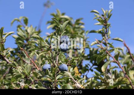 Die Nahaufnahme der reifen blauen Beeren des Schlehdorns auf den Büschen Stockfoto