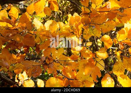 Hinterleuchtete Buchen Blätter in strahlend gelb und Gold im Herbst Stockfoto