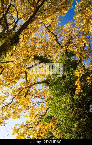 Englische Eiche (Quercus robur) Baldachin in Herbstfarben gemischt mit Efeu auf seinem Stamm. Auch bekannt als gewöhnliche Eiche, Stieleiche oder europäische Eiche Stockfoto