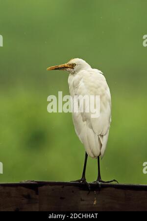 Cattle Egret (Bubulcus ibis coromanda) Erwachsener, nicht-brütende Gefieder, stehend auf Holzzaun im Regen Taipei City, Taiwan April Stockfoto