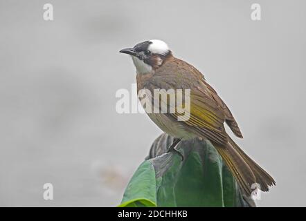 Chinesischer Bulbul (Pycnonotus sinensis formosae) Erwachsener thront auf Blatt über dem See im Regen (endemische Unterart) Taipei City, Taiwan April Stockfoto