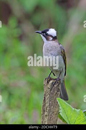 Chinesischer Bulbul (Pycnonotus sinensis formosae) Erwachsener auf dem Postweg (Endemische Unterart) Taiwan April Stockfoto