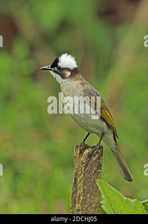 Chinesischer Bulbul (Pycnonotus sinensis formosae) Erwachsener auf dem Pfosten mit Wappen angehoben (endemische Unterart) Taiwan April Stockfoto