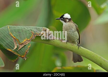 Chinesischer Bulbul (Pycnonotus sinensis formosae) Erwachsener, der auf einem großen Blatt thront (Endemische Unterart) Taiwan April Stockfoto