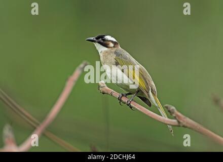 Chinesischer Bulbul (Pycnonotus sinensis formosae) Erwachsener, der auf einem toten Zweig thront (Endemische Unterart) Taiwan April Stockfoto