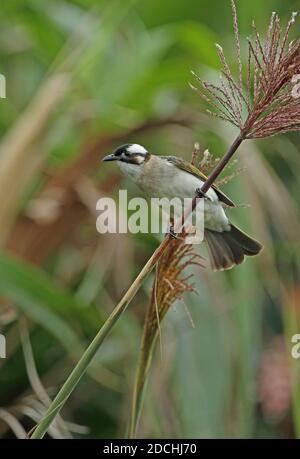 Chinesischer Bulbul (Pycnonotus sinensis formosae) Erwachsener auf Schilf (Endemische Unterart) Taiwan April Stockfoto