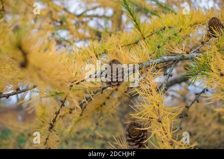 Europäische Lärche (Larix decidua) Die Zapfen auf dem Ast mit den gelben Nadeln im Herbst Stockfoto