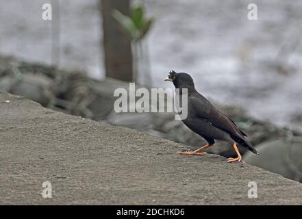 Crested Myna (Acridotheres cristatellus formosanus) Erwachsener steht auf der Meereswand (endemische Unterart) Taipei City, Taiwan April Stockfoto