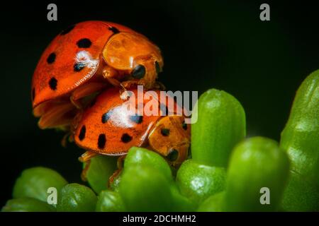 Orangefarbene und schwarze Marienkäfer paaren sich auf der Blütenknospe Stockfoto