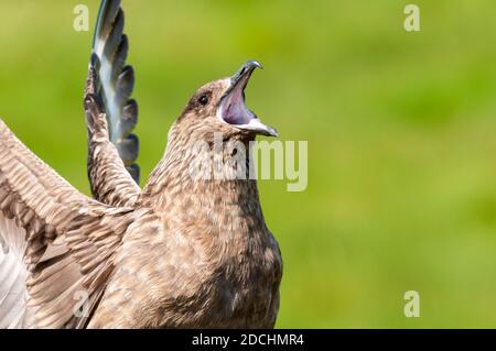 Eine Nahaufnahme eines anrufenden erwachsenen großen Skua (Catharacta skua) auf der Insel Handa vor der Nordwestküste Schottlands. Juni. Stockfoto