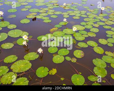 Seerose im Teich Stockfoto