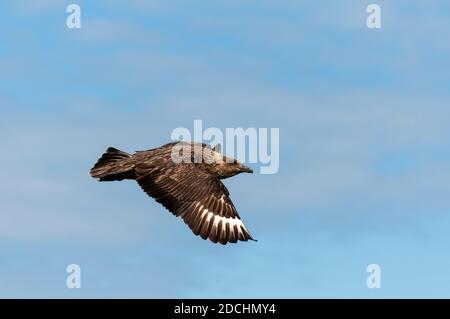 Ein erwachsener großer Skua (Catharacta skua) im Flug über die Insel Handa vor der Nordwestküste Schottlands. Juni. Stockfoto