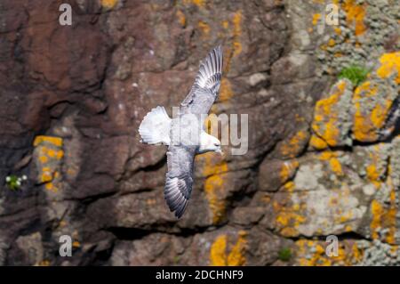 Ein erwachsener Eisvogel (Fulmaris glacialis), der vor den Klippen auf der Insel Handa vor der Nordwestküste Schottlands fliegt. Juni. Stockfoto