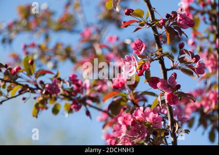 Malus toringo 'Scarlett' (RHS AGM), blühender Krebsapfel im Frühling Stockfoto