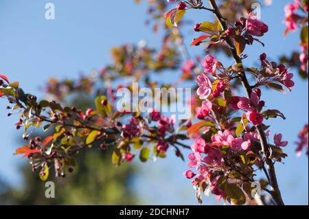 Malus toringo 'Scarlett' (RHS AGM), blühender Krebsapfel im Frühling Stockfoto