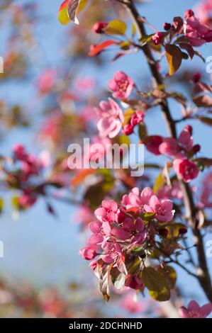 Malus toringo 'Scarlett' (RHS AGM), blühender Krebsapfel im Frühling Stockfoto