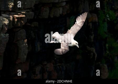 Ein erwachsener Eisvogel (Fulmaris glacialis), der vor den Klippen auf der Insel Handa vor der Nordwestküste Schottlands fliegt. Juni. Stockfoto