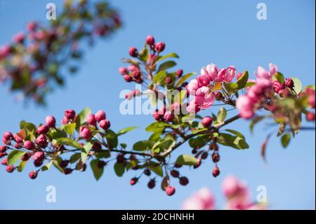 Malus 'Indian Magic', blühender Krabbenapfel im Frühjahr Stockfoto