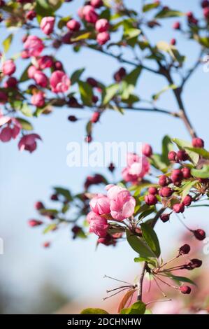 Malus 'Indian Magic', blühender Krabbenapfel im Frühjahr Stockfoto