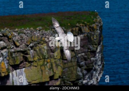 Ein erwachsener Eisvogel (Fulmaris glacialis), der vor den Klippen auf der Insel Handa vor der Nordwestküste Schottlands fliegt. Juni. Stockfoto