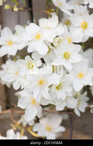 Clematis cartmanii ‘Avalanche’ in Blüte im Frühjahr Stockfoto