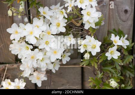 Clematis cartmanii ‘Avalanche’ in Blüte im Frühjahr Stockfoto