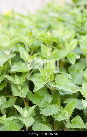 Laub von Nepeta cataria, Catnip Stockfoto