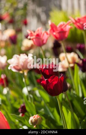 Tulipa ‘National Velvet’ in einem gemischten Rand von Tulpen in Feder Stockfoto