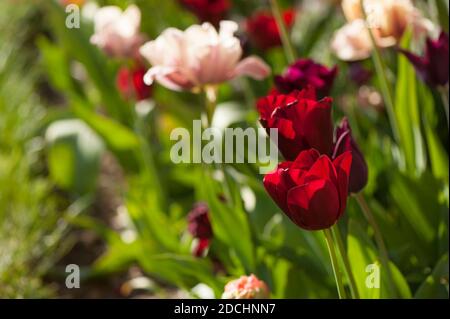 Tulipa ‘National Velvet’ in einem gemischten Rand von Tulpen in Feder Stockfoto