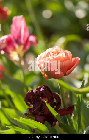 Tulipa ‘Kupferbild’ in Blüte Stockfoto