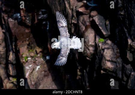 Ein erwachsener Eisvogel (Fulmaris glacialis), der vor den Klippen auf der Insel Handa vor der Nordwestküste Schottlands fliegt. Juni. Stockfoto