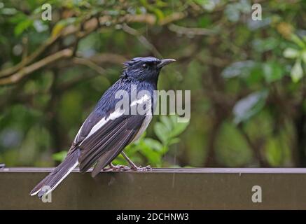 Orientalischer Magpie-Rotkehlchen (Copsychus saularis saularis) Erwachsene Männchen auf Zaun in den regen Taiwan thront April Stockfoto