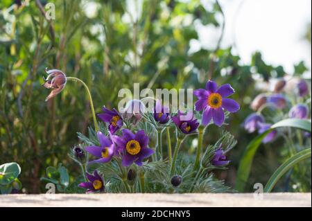 Pulsatilla vulgaris, pasqueflower, blühender Stockfoto