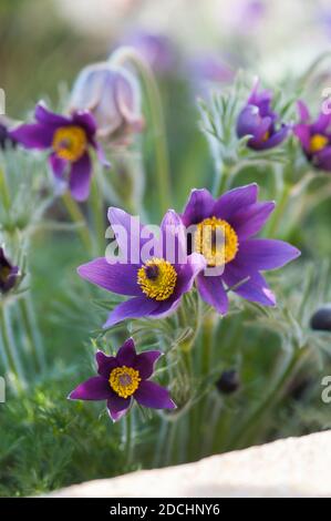 Pulsatilla vulgaris, pasqueflower, blühender Stockfoto