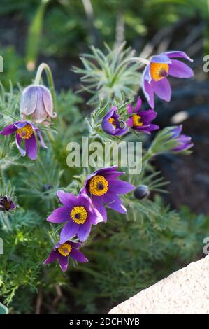 Pulsatilla vulgaris, pasqueflower, blühender Stockfoto