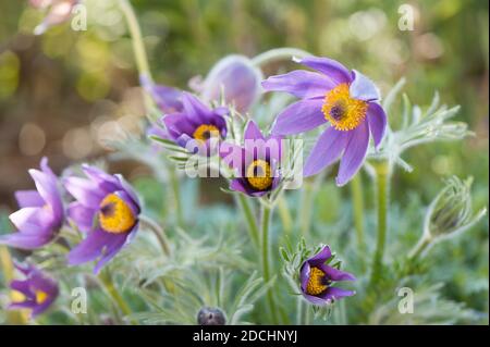 Pulsatilla vulgaris, pasqueflower, blühender Stockfoto