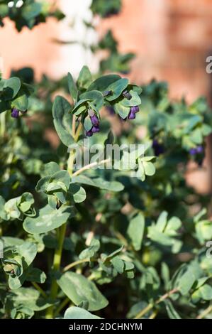 Cerinthe major var. purpurescens, Honigkraut, in Blüte Stockfoto